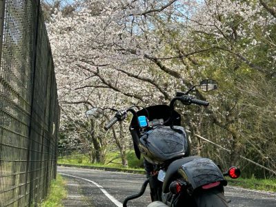 桜とストリートボブ